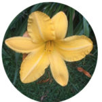 Logo of Zoom Quaker Quest - Image of a day lily blossom