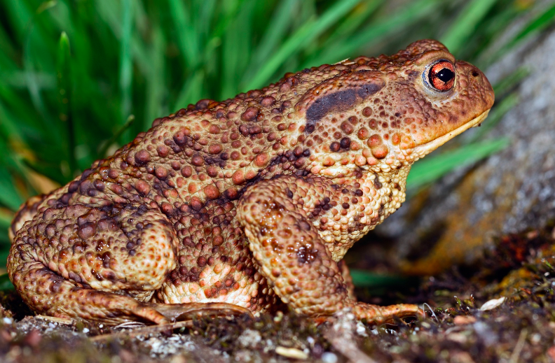 Image of a toad in habitat