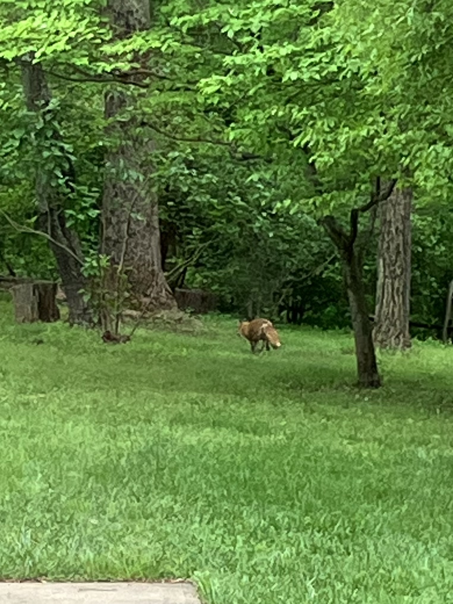Fox on the Meetinghouse grounds
