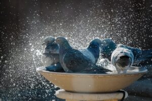 Rock pigeons splashing in birdbath 