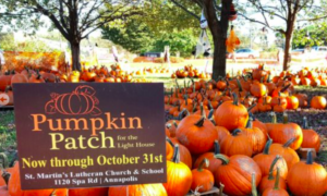 View of a pumpkin filled patch! 