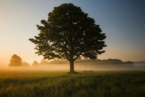 Tree standing in field in morning mist